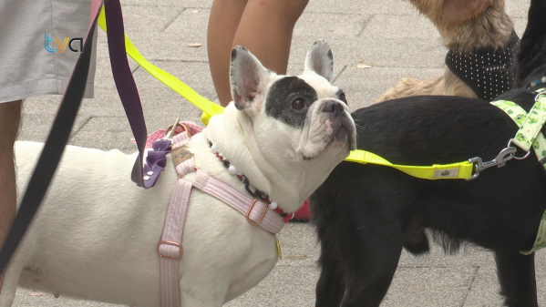 Amadora Vai Disponibilizar Cheque Veterinário a Famílias Carenciadas